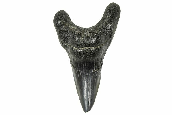 Rare, Fossil Shark (Parotodus) Tooth - South Carolina #375807